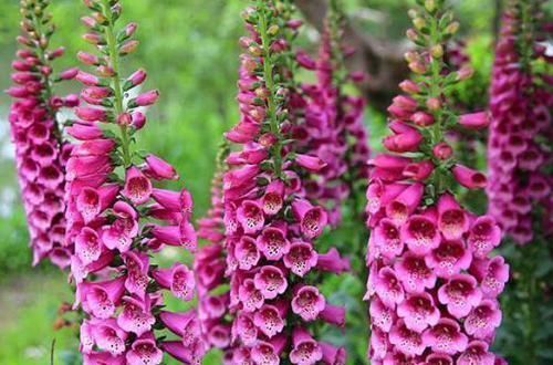 别听此几种花名土气，开花以后大开眼见，花量大到溢出盆外