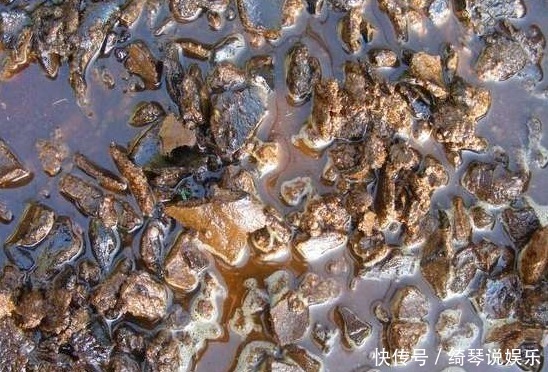 如下3种有机肥制作起来特简单、肥力足、无臭味,花儿用了蹭蹭长