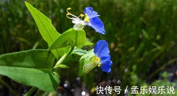 利尿消肿|农村种野菜好吃又营养,还有利尿消肿功效,是一种难得的野味