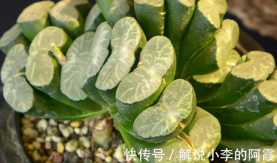 导致多肉植物服盆期死亡的六大勤快行为,看看你有吗