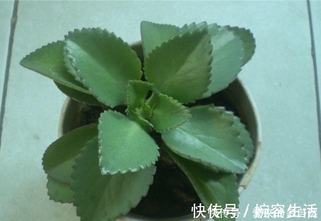 在家种植落地生根，你没有听错，这就是一个美丽的盆栽