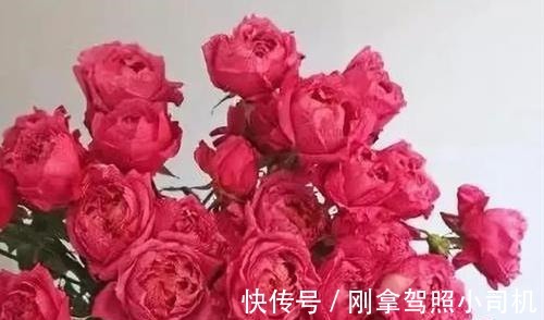 比较受欢迎的10款进口玫瑰花,一直都供不应求,你粉了吗