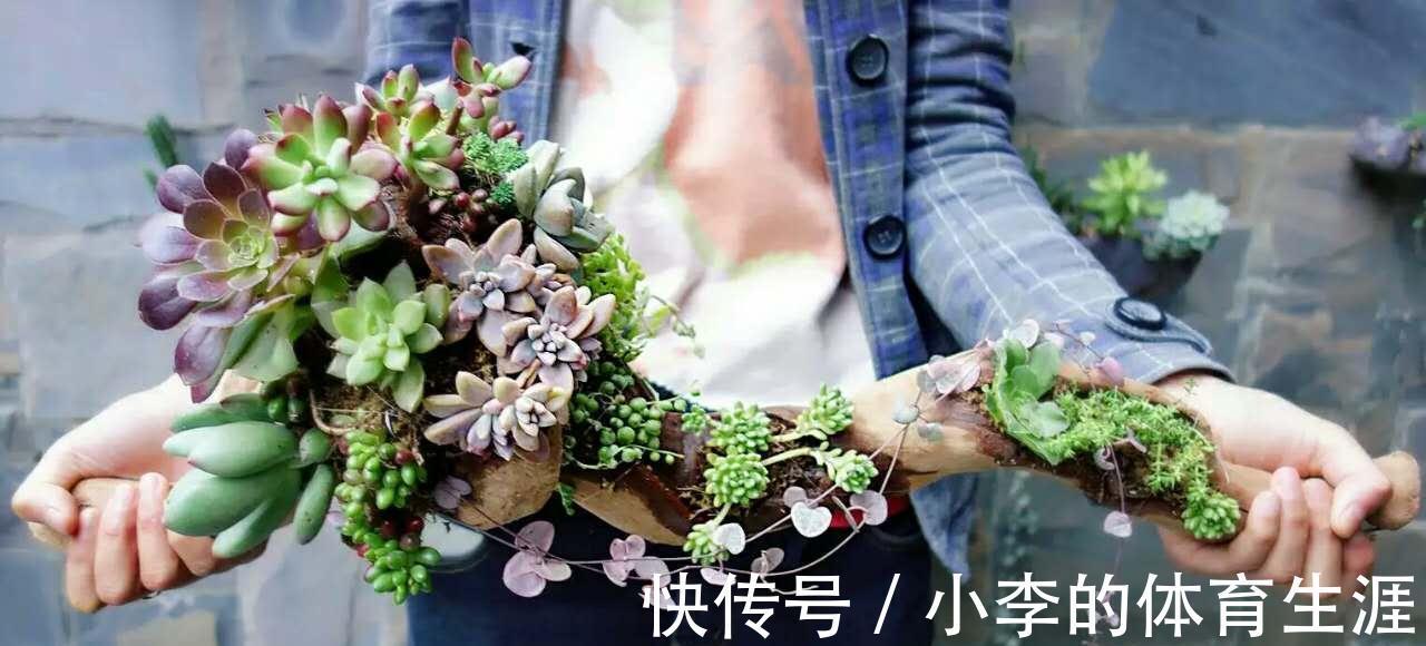 养多肉，盆栽不忽略这4点，茎叶就会发蔫、养不肥