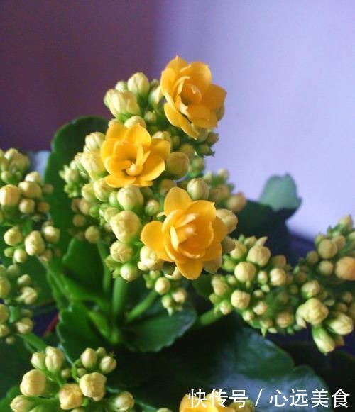 给长寿花喂点此2种“催长剂”,长势旺盛,花开成群