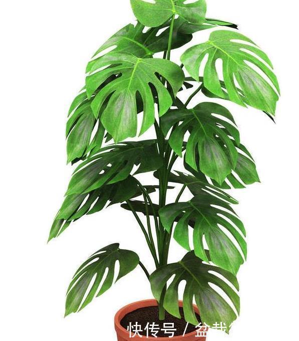 太多人不知道,在家里放上这几款植物,既能驱蚊还能吸甲醛