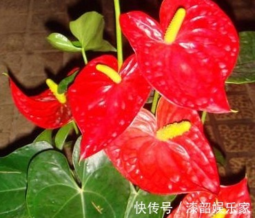 此花象征着远大的理想,热情似火的外表,吸引着他人的注意力