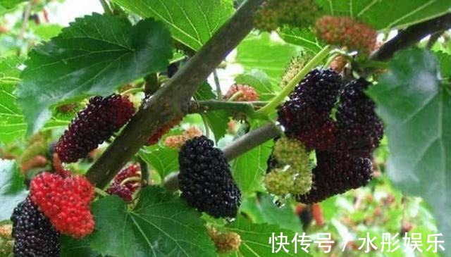 营养物质|想长寿要先会吃,3种食物离不开,补充营养,有益健康!