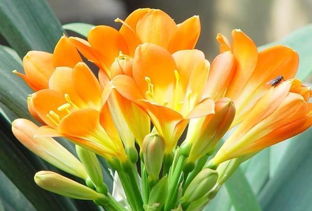 长寿花|入冬以后,君子兰、长寿花来点催花剂,花开多1倍,别忽视