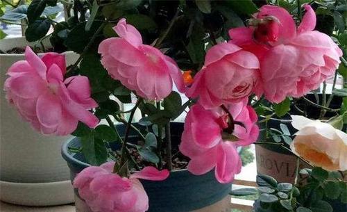 最厉害的生根剂,用来养花,轻松养出大白根,啥花都喜欢