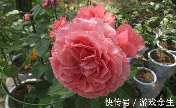 养花试试这几款，病虫害少，适应性强，一年四季都能开花