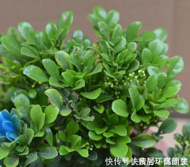 阳台上|这四种花草,随便摆一盆在家,蚊子不见了,驱蚊好养又漂亮