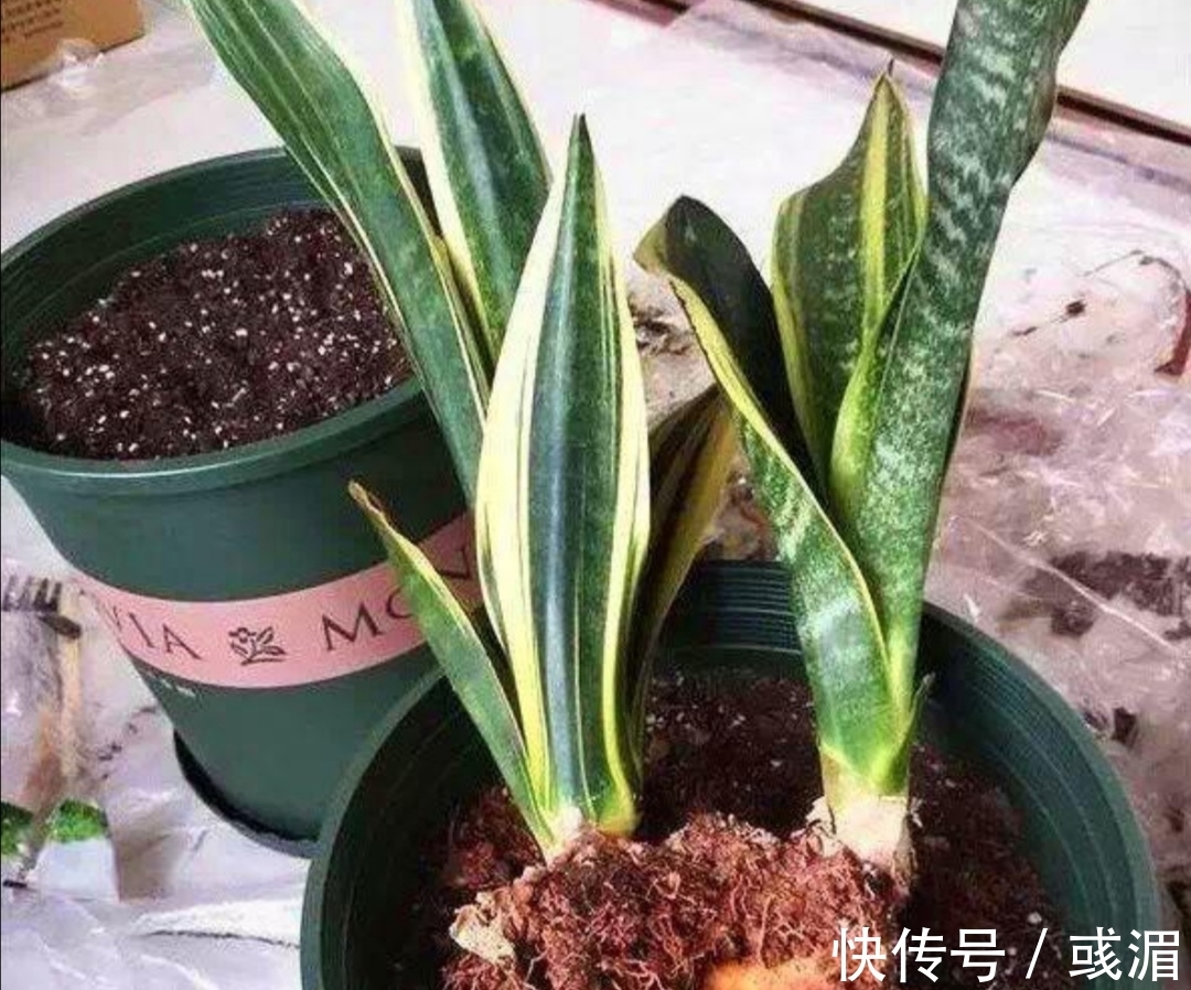 虎皮兰漂亮又好养,只要记住几个养护要点,长得旺盛,叶子亮丽