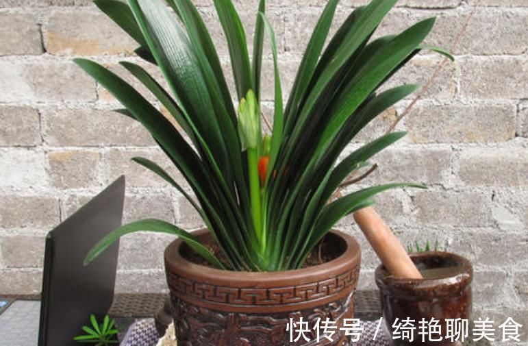 君子兰迟迟不开花别着急,几招催花方法,让君子兰砰砰开花