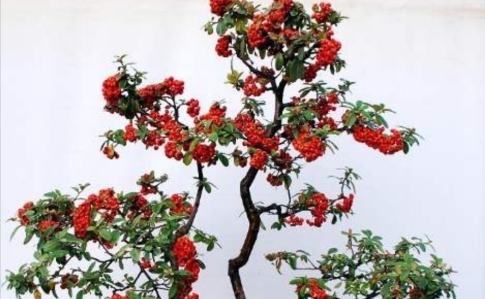 野外5种常见的树,制作成盆景,美观大方,观赏价值高