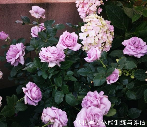 他痴迷养花,露台养了100多盆花,盆盆美爆,惊艳全小区!