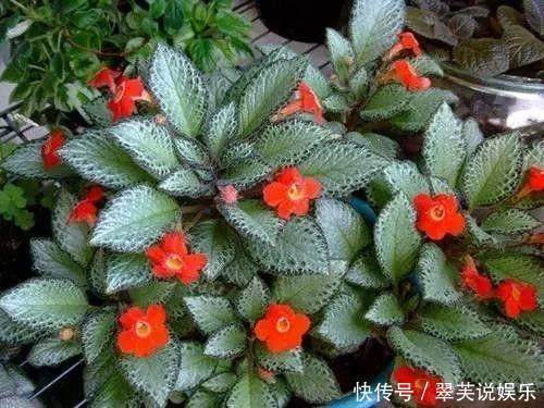 净化|这6种花超耐阴,放在卫生间养,不仅能消除异味还能净化空气!