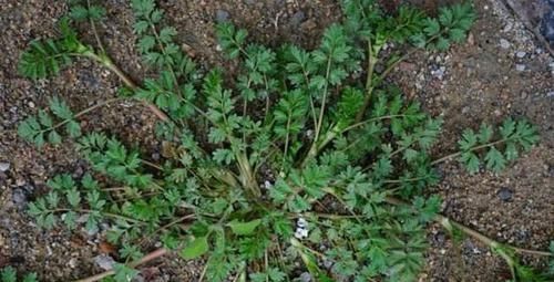 外形像香菜，叶像鸡羽毛，若家乡有，宁愿少吃一顿肉，也要摘来吃