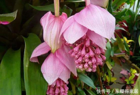 茶花|6月12日开始,养花试试这几款,花大色艳香浓,花期全年,美爆了