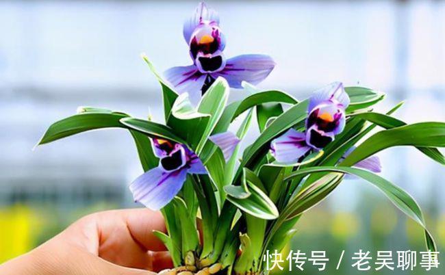 阳台有地方,一定要养盆四季兰“紫月荷”,花色罕见,兰香四溢