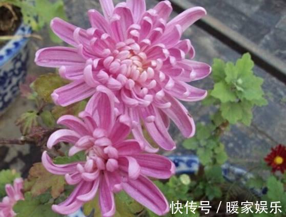 四季海棠|秋天适合种什么花这7种好看又好养的花，总有一种适合你！
