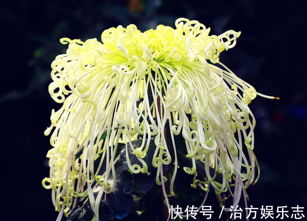 喜欢菊花,不如养盆“菊中珍品”十丈珠帘,花赛月光,娇柔舞魅