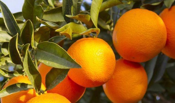 常吃|爱美的女性，可常吃以下食物，淡斑美白，清肝明目，越活越年轻