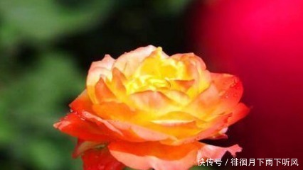 养花|新手养花,不如养盆花中精品“宠爱小姐”,金蕊红衣,香气甜润