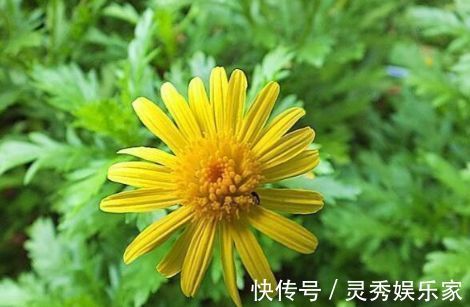 新手养花,不如养盆花中精品“情人菊”,似妩媚情人,芳香四溢