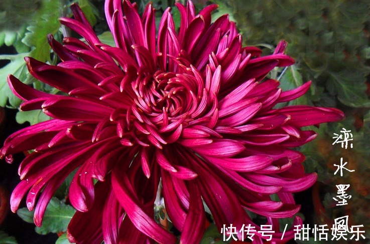 珍品#喜欢菊花,不如养盆“菊中珍品”滦水墨凤,似凤凰飞舞,高贵优雅