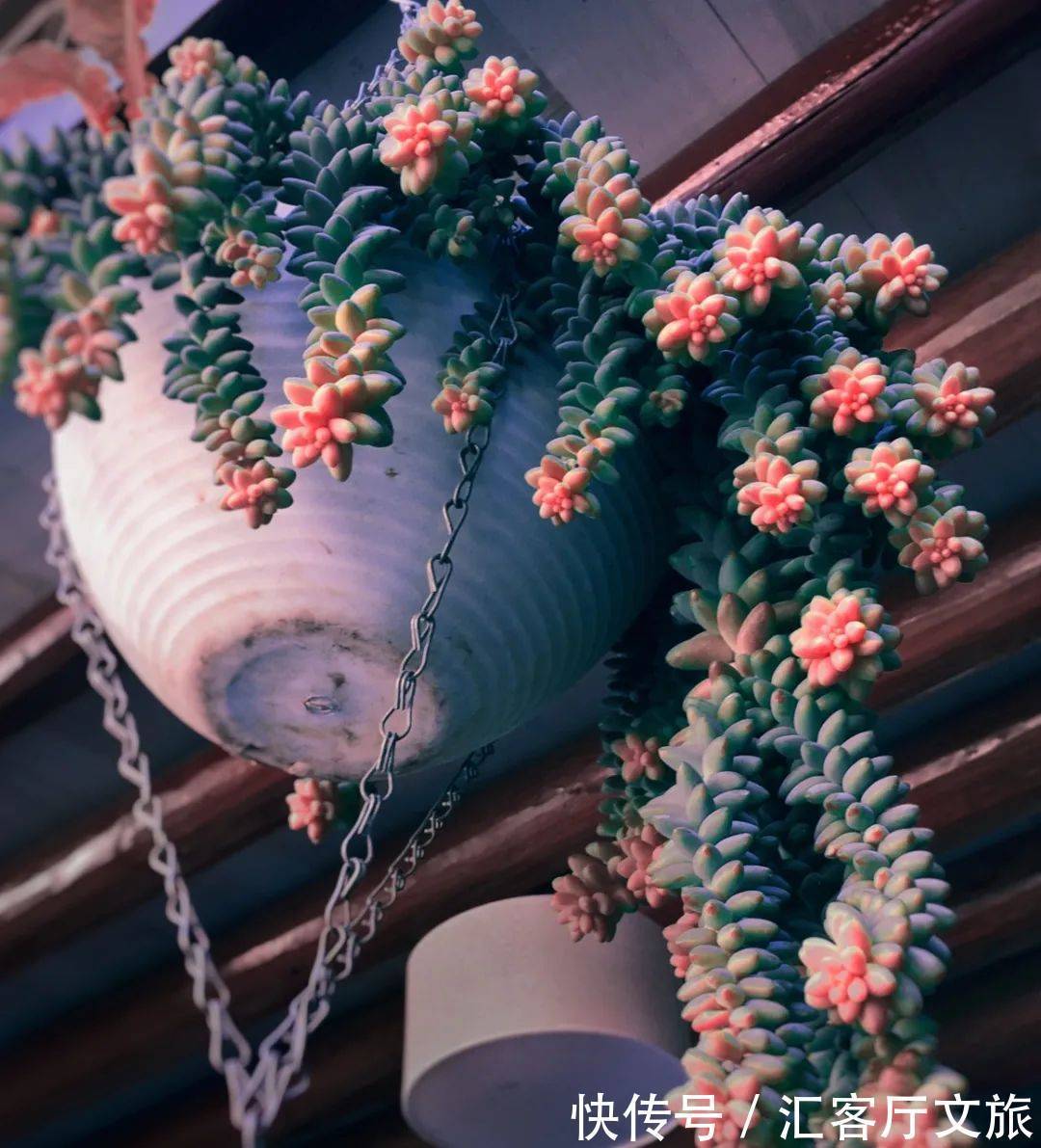 尼姑庵|不烧香只种花！网友心中最美尼姑庵、最文艺寺庙连韩红都慕名而来