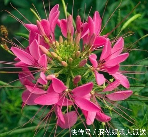 蝴蝶|这花“新奇”,花开似球,又似蝴蝶飞舞,比菊花有趣,花开90天