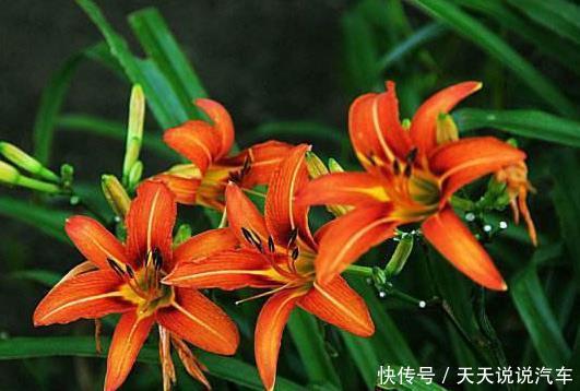 新手养护花卉,就养沾土活,见光旺的花卉,好养易活!