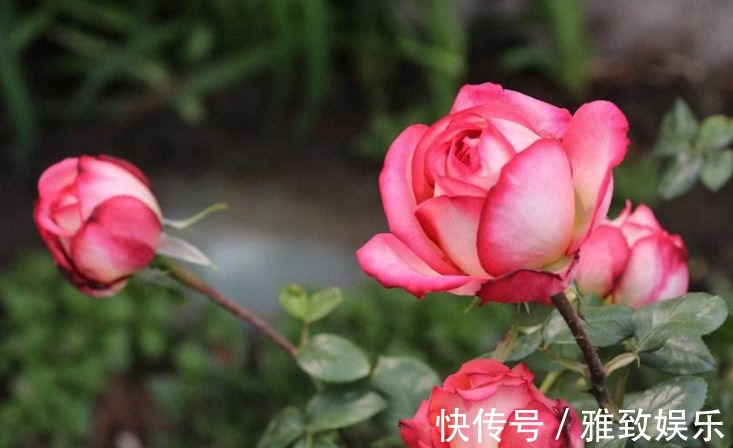 绚丽|月季花养不好老花友教你两招,花开绚丽又大朵,越养花越大