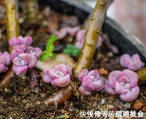 光照|一种紫色“多肉”,5个养护小技巧,叶片肥,长成群生的漂亮老桩