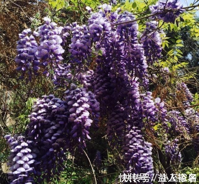 花友们|这种花梦幻得要命,被称为婚礼专用花,自家阳台就能种!