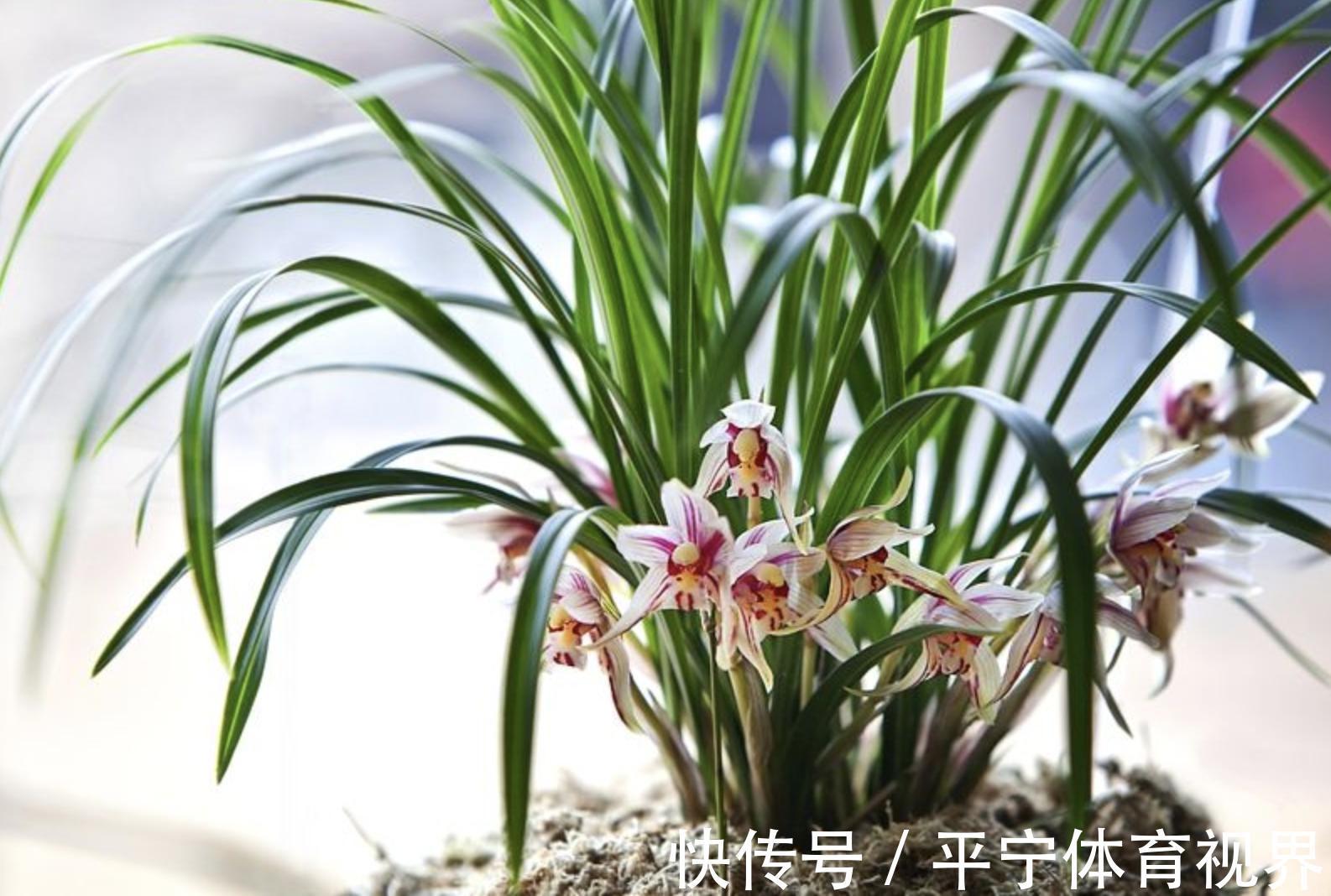 春节|这几种花冬天开爆盆,但一般人家养得不多,现在养正开花,很漂亮