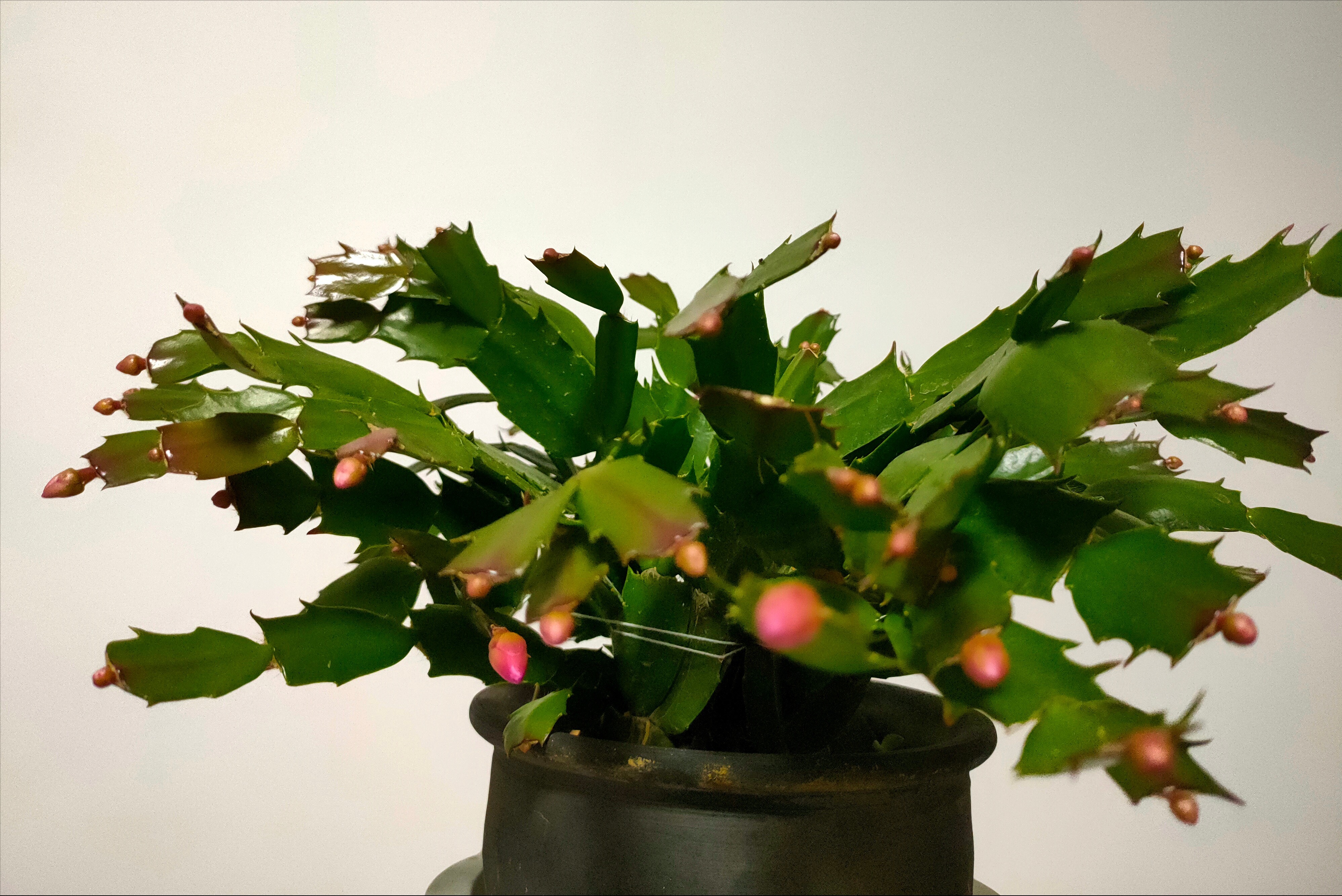 蟹爪兰不长花苞、开花少?教你简单“4步骤”,20天长出花苞来