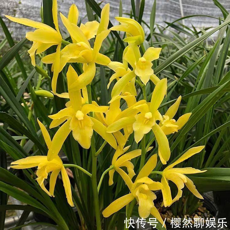 喜欢菊花,就养盆“五大名菊”墨荷,花似墨色荷花,高贵典雅
