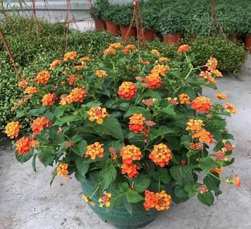 4种“花草”,不适合长久养在室内,对健康有风险,别忽视了