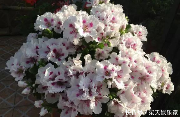 秋季|3种枝条泡水里,10天长根,一次开花100朵,水培成活率更高!