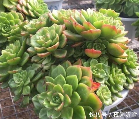 吃剩的坚果壳如何处理好3步简单操作,废物、垃圾变成养花宝