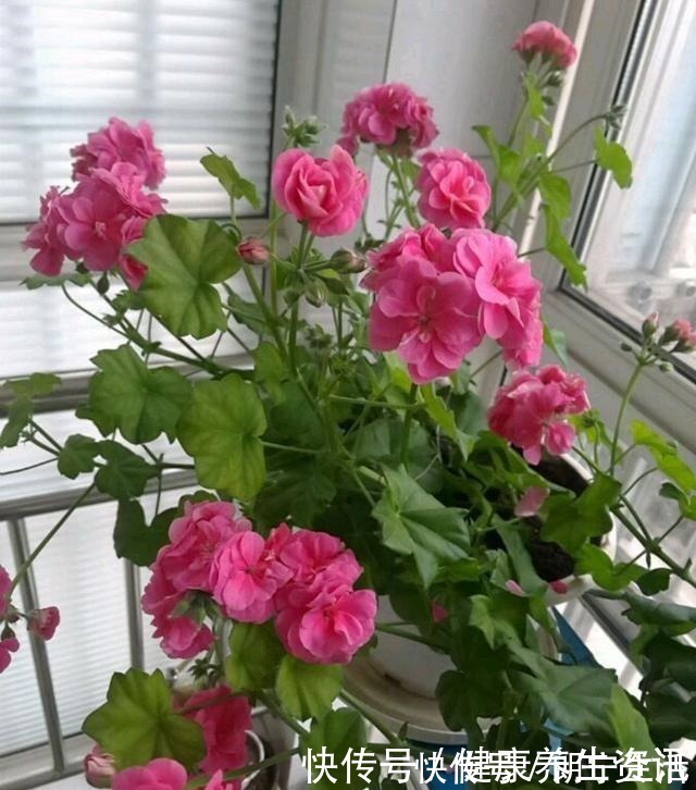 香味|开花漂亮，花期长又勤花，连叶子都带香味，这种花值得养！