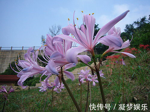 此花所代表的是伤心和离别,就像是百合一样,不过花色很美