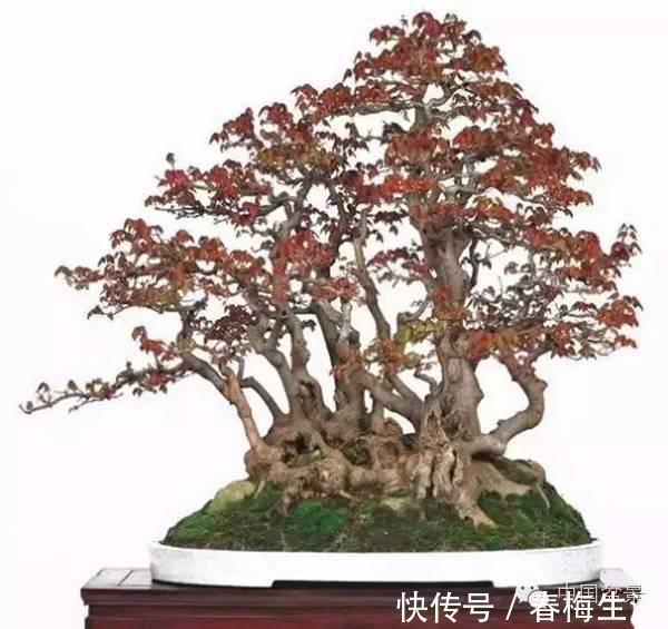 丛林式|山野丛林怎么样才能变成精致的盆景？9个步骤告诉你！