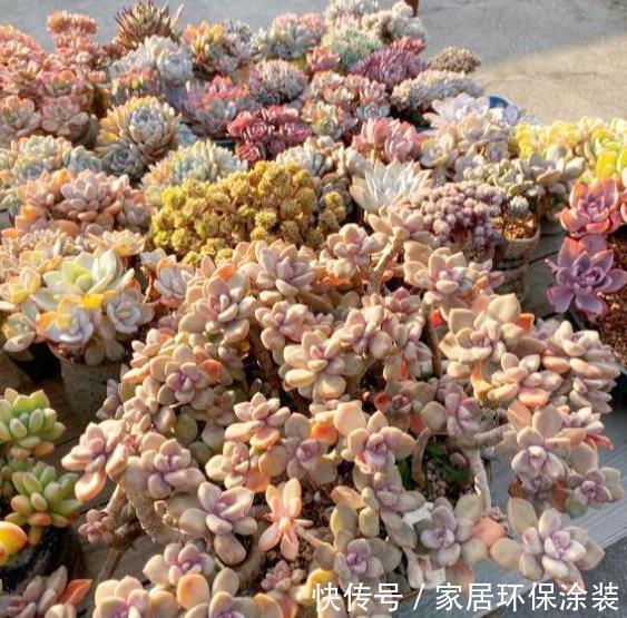 休眠期|多肉出现“三症状”，安全度夏恢复生长期，补充水肥养出好状态