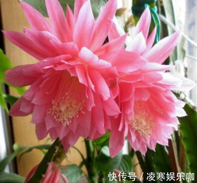 阳台上|开花最香的4种花，家里养一盆，满屋飘香，越过越富裕有钱