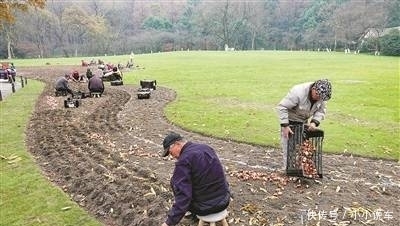 30万颗郁金香等花种在太子湾“安家落户”