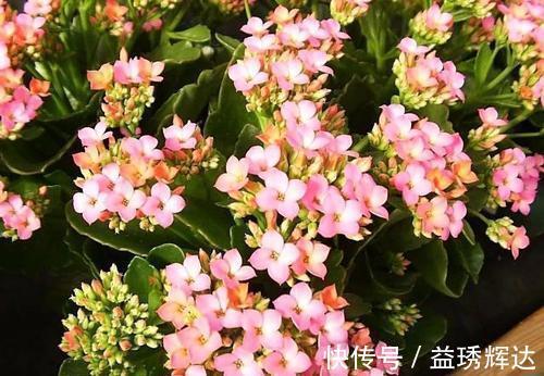 塑料袋|家里买菜的塑料袋别再丢了，用来养长寿花，憋出层叠群花！