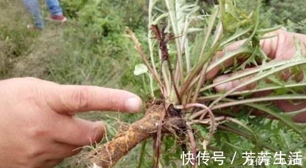 女人|它是天然“黄体酮”,女人经常吃一点,子宫可能会对你说“谢谢”