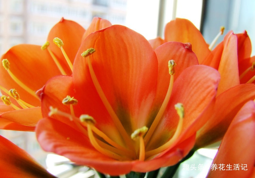 君子兰生长慢，使用点“蛋肥”，根系健壮枝叶绿，花朵绽放艳丽